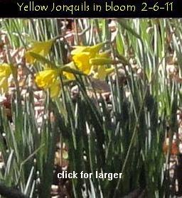 BMA-Jonquils-20110206s.jpg